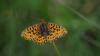 Boloria dia